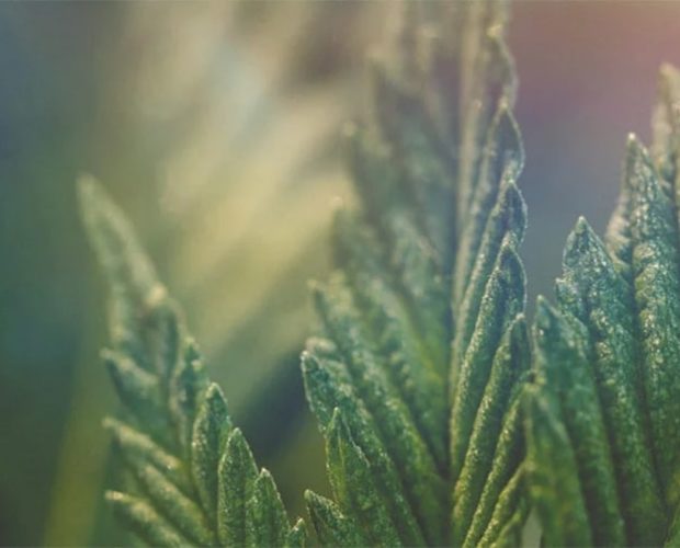 Cannabis 101: Charlotte’s Web v Hemp Seed Oil v Marijuana cbd1 | Savage Cabbage