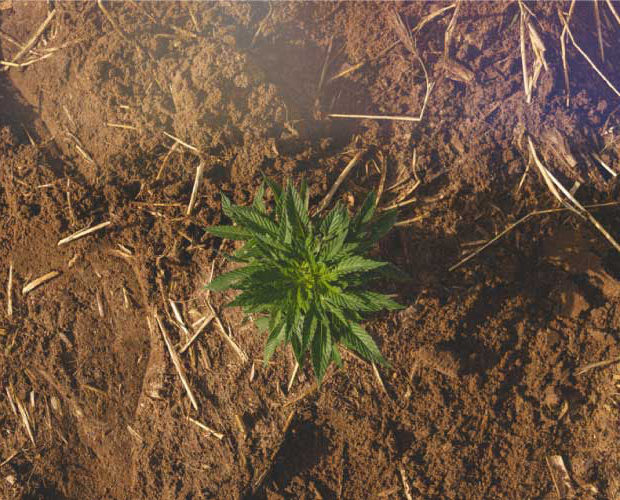 Cannabis / Hemp Plant Image